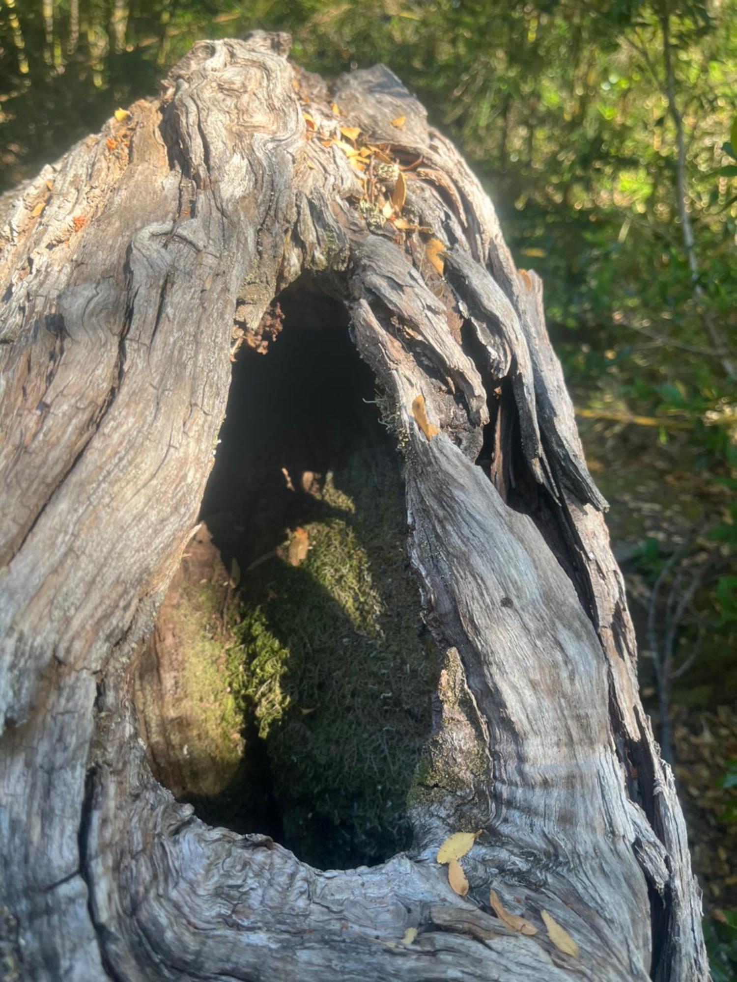 Domo Conguillio Conecta con tu energía sagrada junto al Salto Truful Truful con una vista majestuosa que podrás disfrutar en una tinaja Una experiencia que alineará tu espíritu y tu energía interior Vívelo Melipeuco Exterior foto