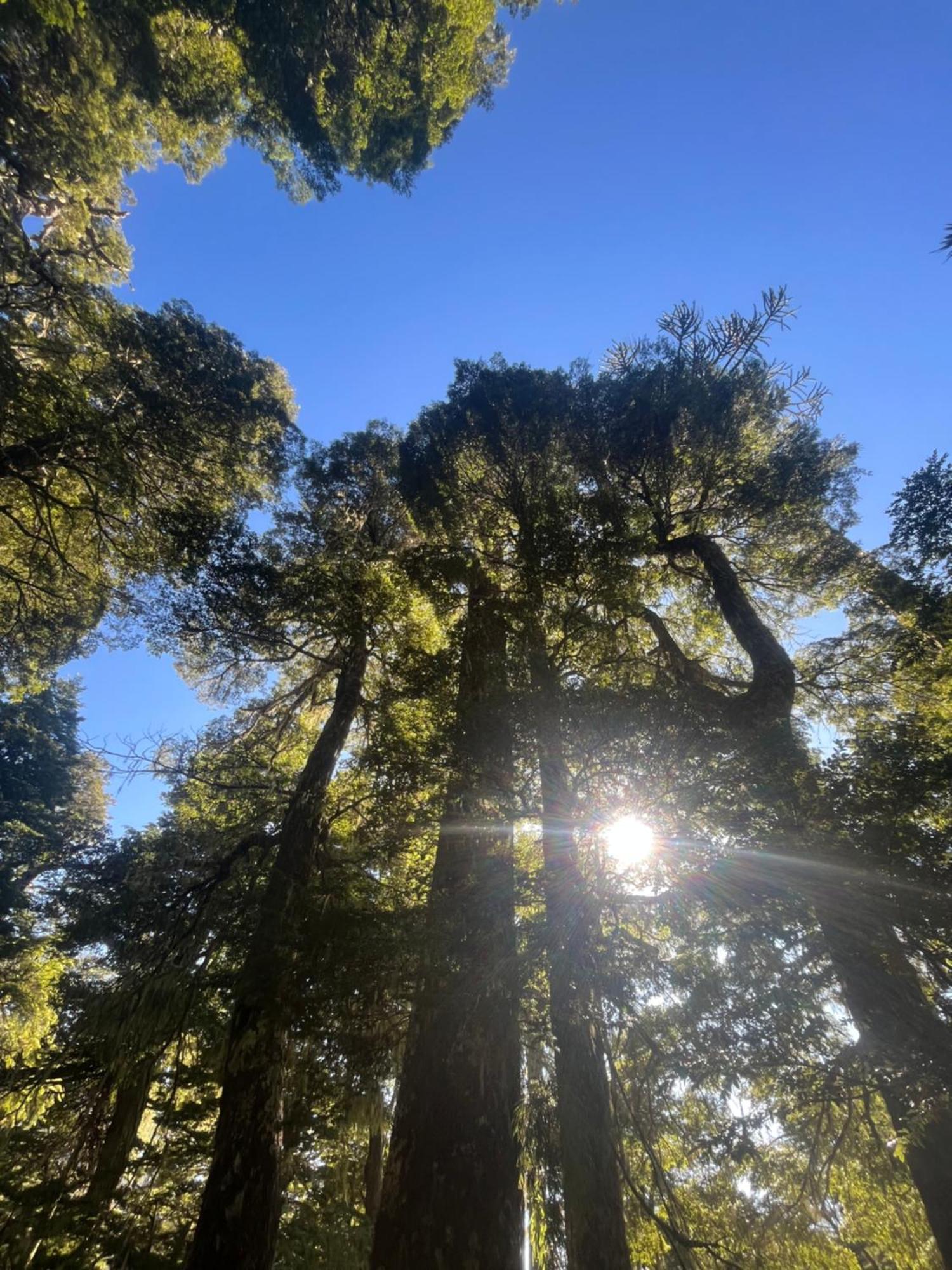 Domo Conguillio Conecta con tu energía sagrada junto al Salto Truful Truful con una vista majestuosa que podrás disfrutar en una tinaja Una experiencia que alineará tu espíritu y tu energía interior Vívelo Melipeuco Exterior foto