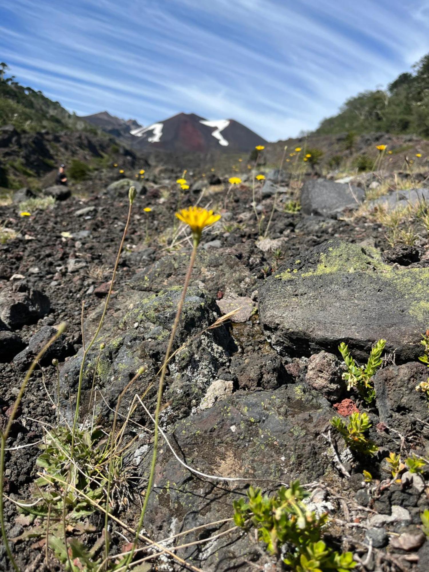 Domo Conguillio Conecta con tu energía sagrada junto al Salto Truful Truful con una vista majestuosa que podrás disfrutar en una tinaja Una experiencia que alineará tu espíritu y tu energía interior Vívelo Melipeuco Exterior foto